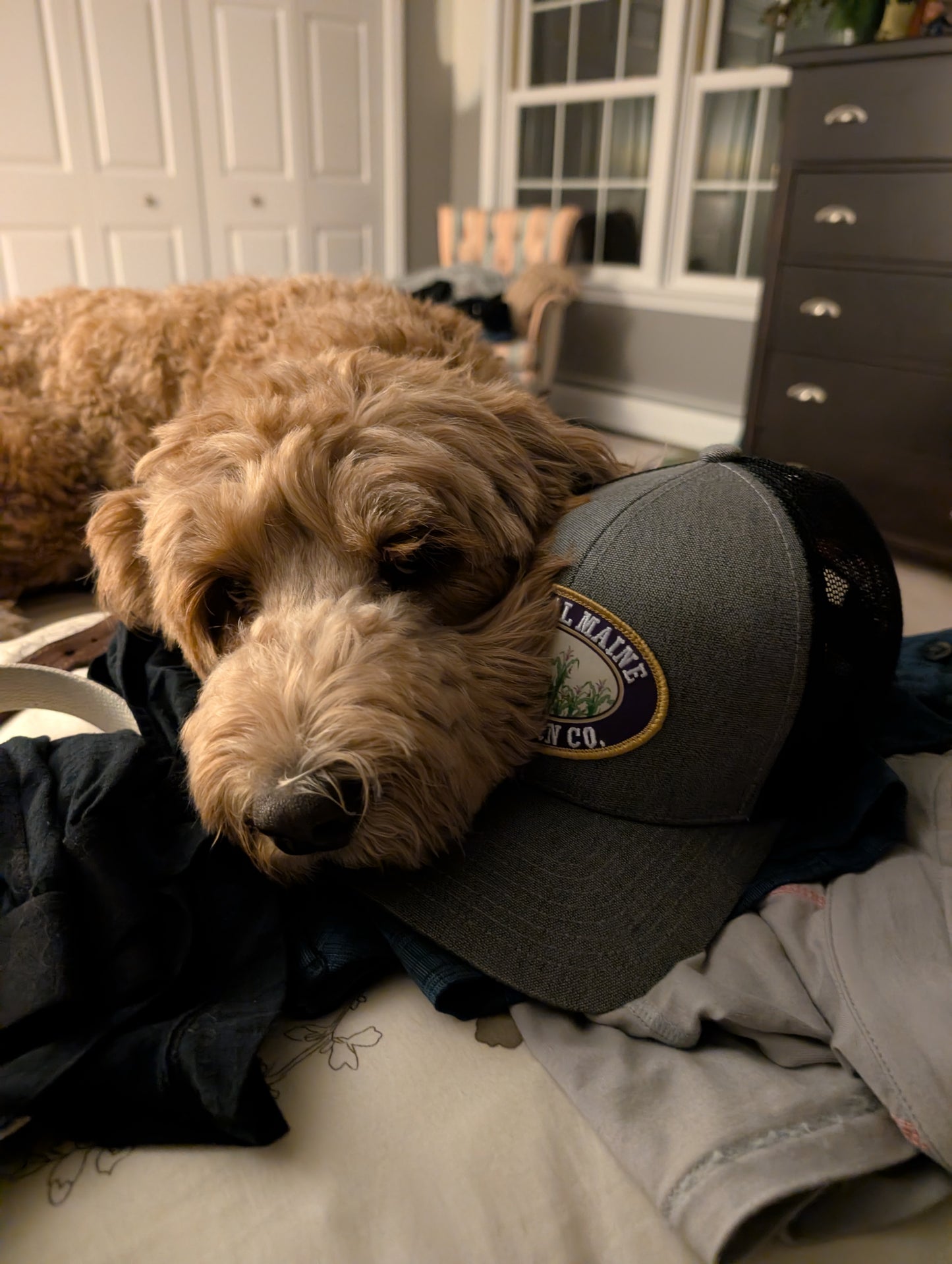 Pawsitively Perfect Popcorn