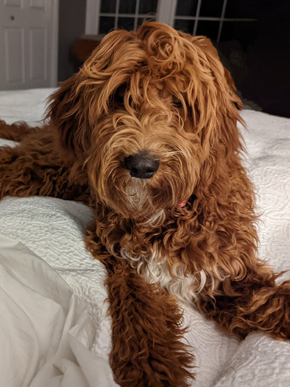 Pawsitively Perfect Popcorn